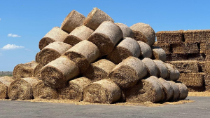 Қазақстанда 23 млн тоннадан астам мал азығы дайындалды