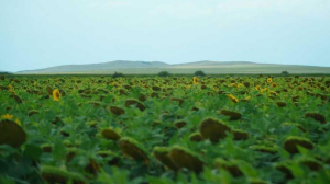 Қазақстан егістігі  тиімді дақылдарға бет бұрды