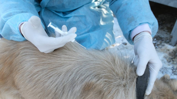 «Almaty veterınarlyq qyzmeti» bıyl 223 janýarǵa kómek kórsetti