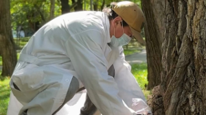 Алматыда күзгі дератизация 47 мың гектардан астам аумақты қамтиды