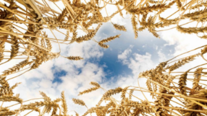 Жеңілдетілген несие: Президенттің тапсырмасымен ауыл шаруашылығына 1 трлн теңге бөлінді