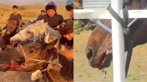 Даулы видеодан кейін желі қолданушылары көкпар ойынын шектеуді талап етті: Федерация не дейді?