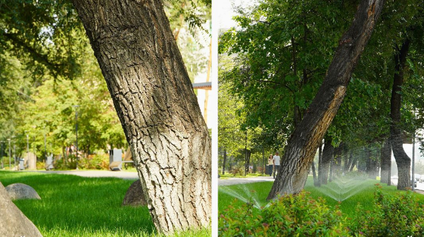 Алматының Медеу ауданында 14 шақырым көше көгалдандырылып жатыр