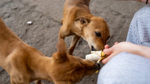 Көшеде бұралқы иттер мен мысықтарға тамақ беруге бола ма, әлде тыйым салынған ба?