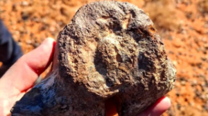 Қызылорда облысынан динозаврдың сүйегі табылды