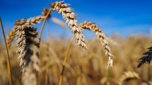 Қазақстан астығын бас импорттаушы - Өзбекстан 