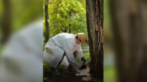 Алматыда қала аумағын кеміргіштерден қорғау мақсатында санитарлық жұмыстар жалғасып жатыр