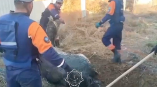 Semeıde jylqy tereń shuńqyrǵa qulap ketken