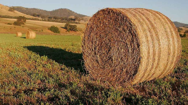 Qazaqstanda 37,8 mln tonna mal azyǵy daıyndaldy