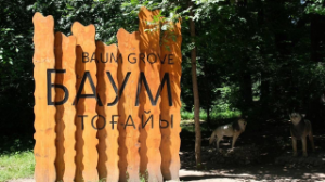 Баум тоғайын абаттандыру жобасында ағаш кесілмейді