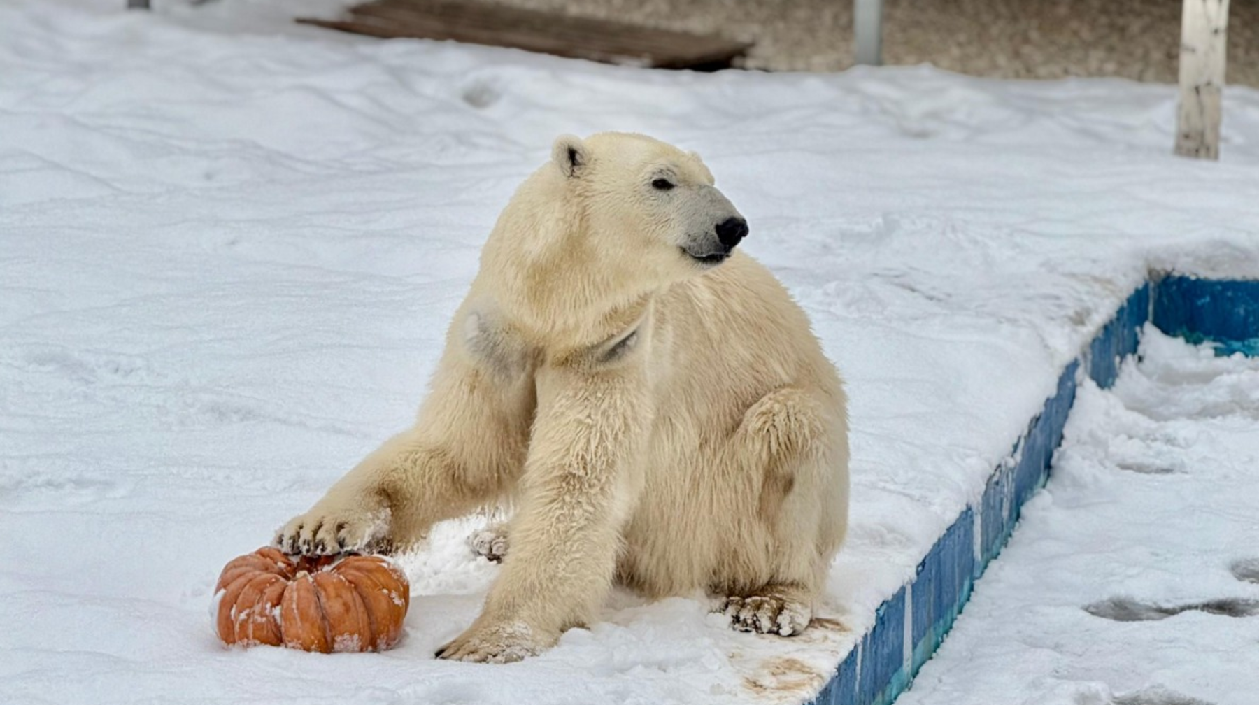 Алматы хайуанаттар бағы: жаңа түрлер, халықаралық серіктестік және табиғатты қорғау миссиясы