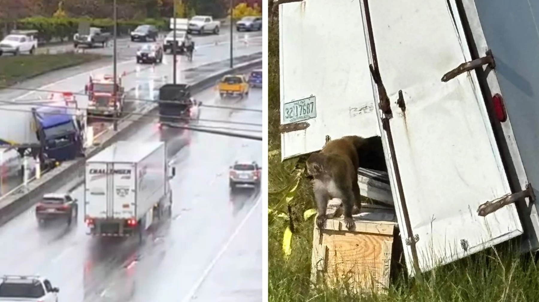 AQSH-ta júk kóligi aýdarylyp, qaýipti vırýs juqtyrǵan maımyldar qashyp ketti