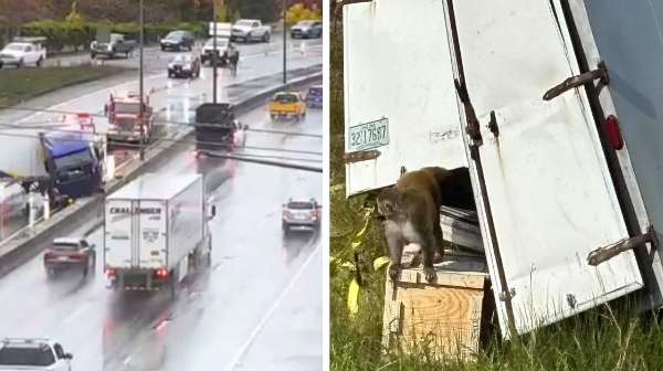 اقش-تا جۇك كولىگى اۋدارىلىپ، ءقاۋىپتى ۆيرۋس جۇقتىرعان مايمىلدار قاشىپ كەتتى