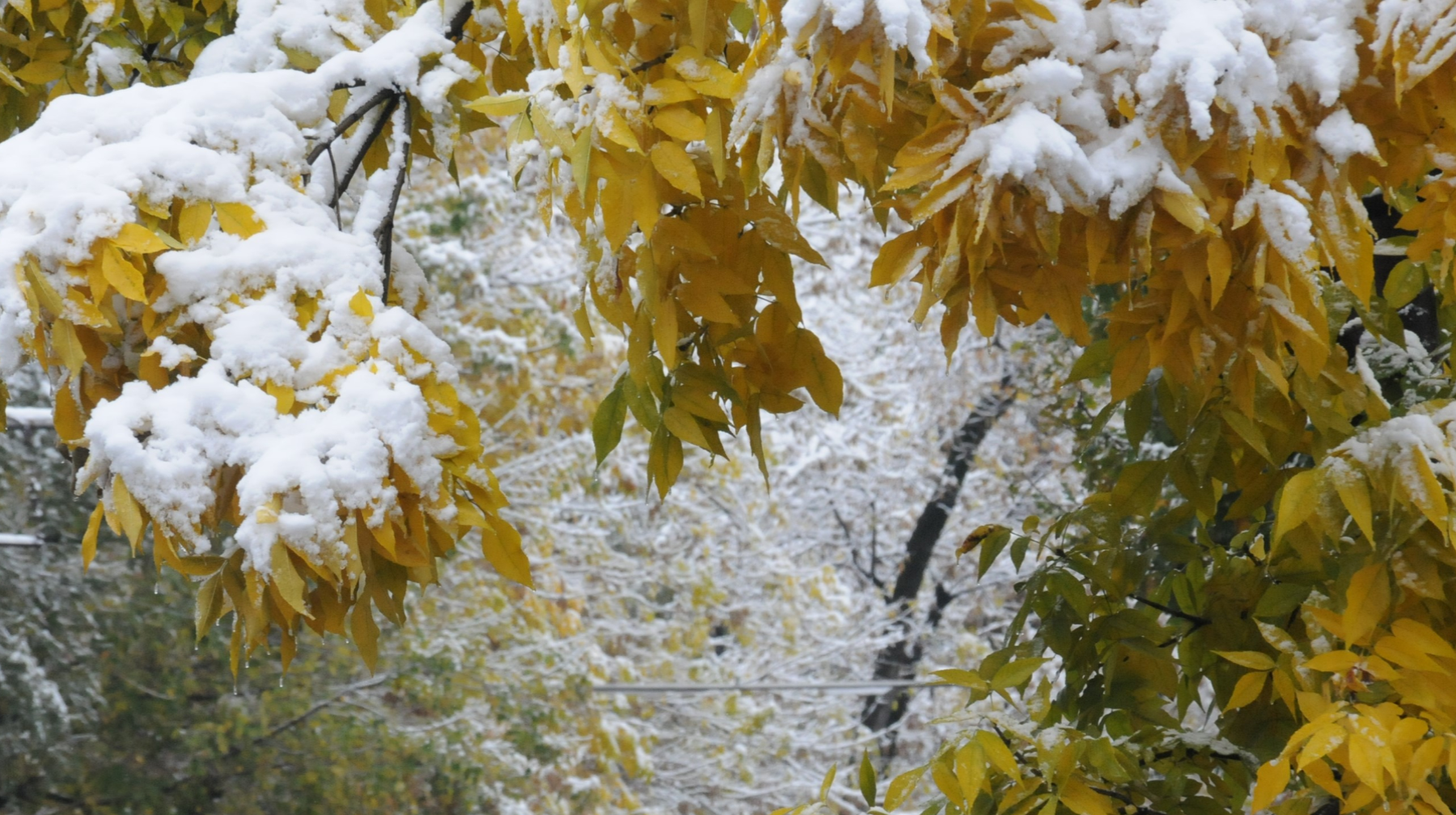 4 قاراشادا ەلدىڭ باسىم بولىگىندە قار جاۋادى