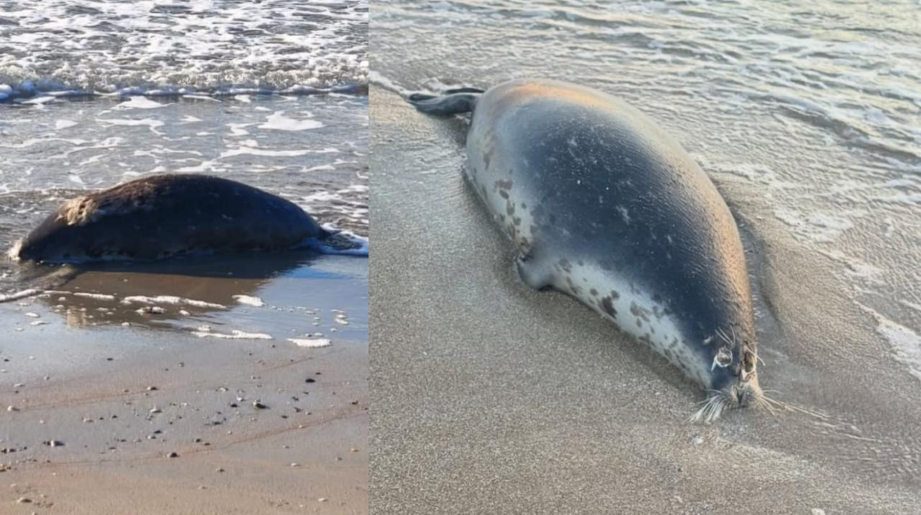 Каспий жағалауынан жүздеген өлі итбалық табылды