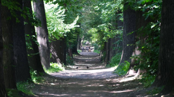 Алматыда Баум тоғайын сақтау және қалпына келтіру бойынша кешенді жұмыс жалғасып келеді