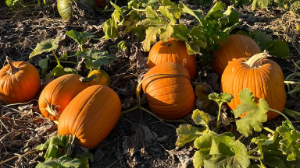 Калифорнияда асқабақ өсіру үрдісі