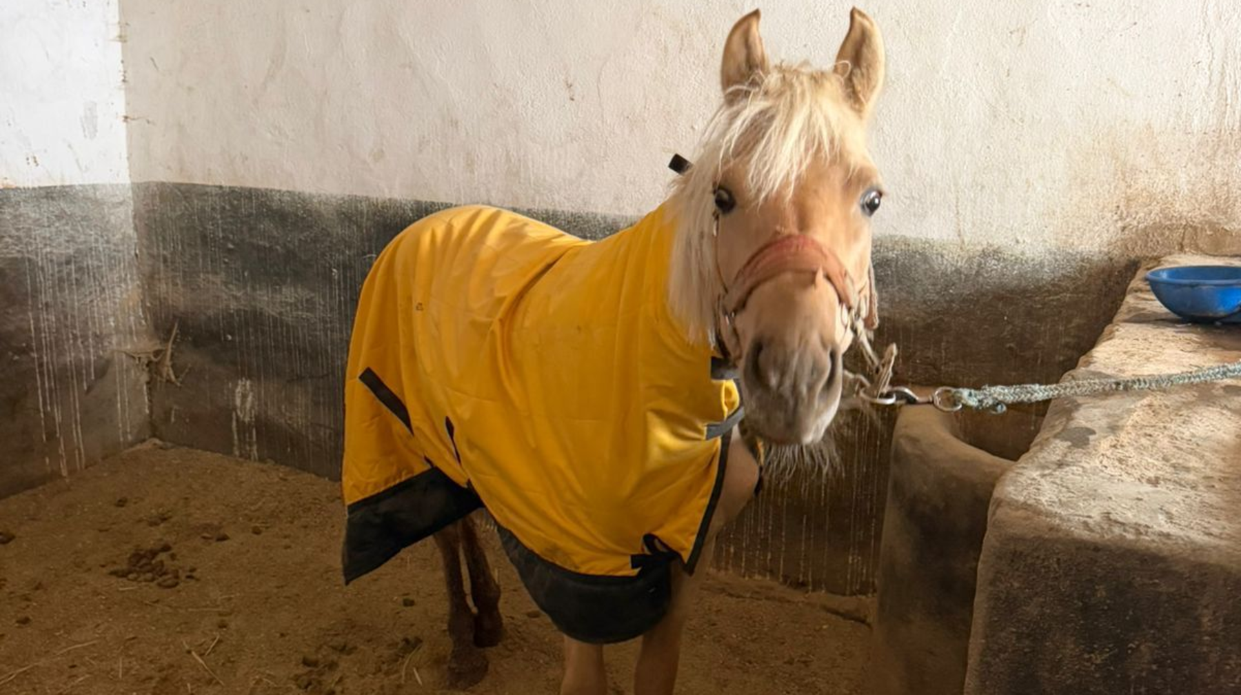 الماتىدا اتتاردى قىسقى كەزەڭگە ورنالاستىرۋ ماسەلەسى شەشىلدى