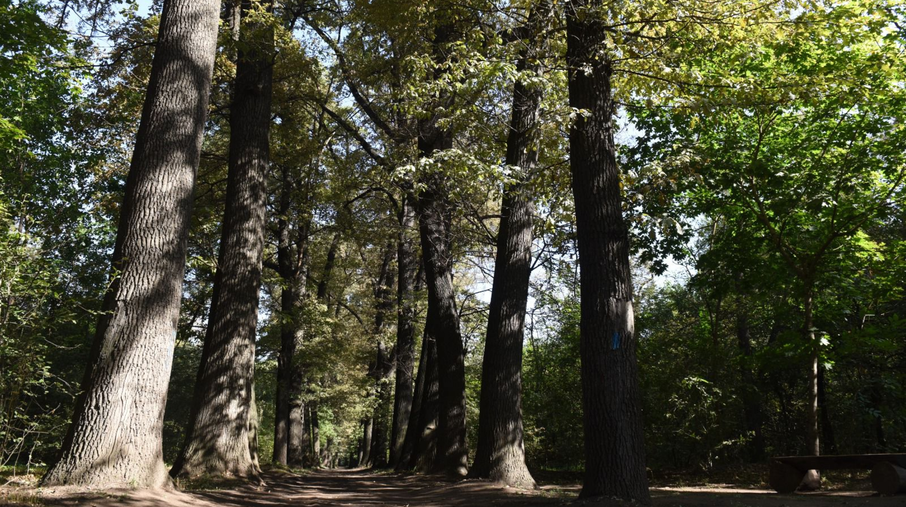 Баум тоғайы: табиғатпен үндескен тарих