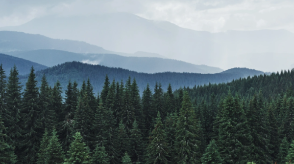 Әлемдегі орман қоры қанша? 