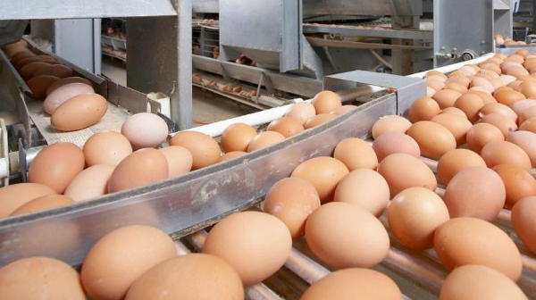 Ресейден заңсыз әкелінген тауық жұмыртқалары анықталды