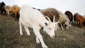 Úkimet baqtashylarǵa arnap áleýmettik paket jasamaq
