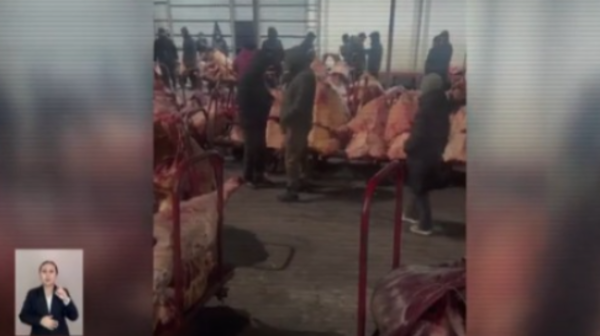 113 адам ұсталды: 100-ден аса мал ұрлығы ашылды