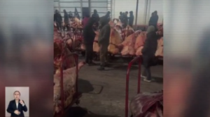 113 адам ұсталды: 100-ден аса мал ұрлығы ашылды