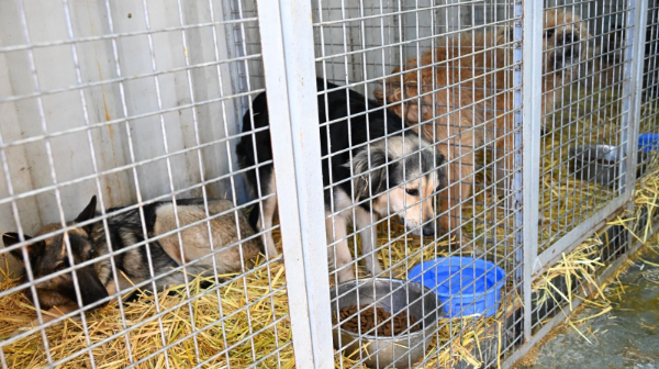 Almatyda jyl basynan beri 9 myńnan astam ıesiz janýar ustaldy