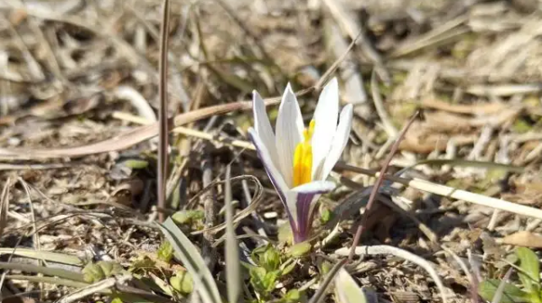 Almaty mańynda Qyzyl kitapqa engen Alataý báısheshegi qysta gúldedi