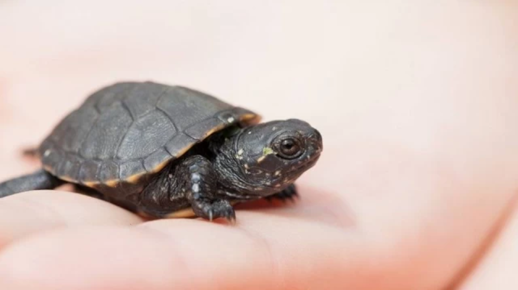 Pinduoduo ارقىلى ويىنشىققا تاپسىرىس بەرگەن قازاقستاندىق وتباسىعا ءتىرى تاسباقالار كەلگەن  