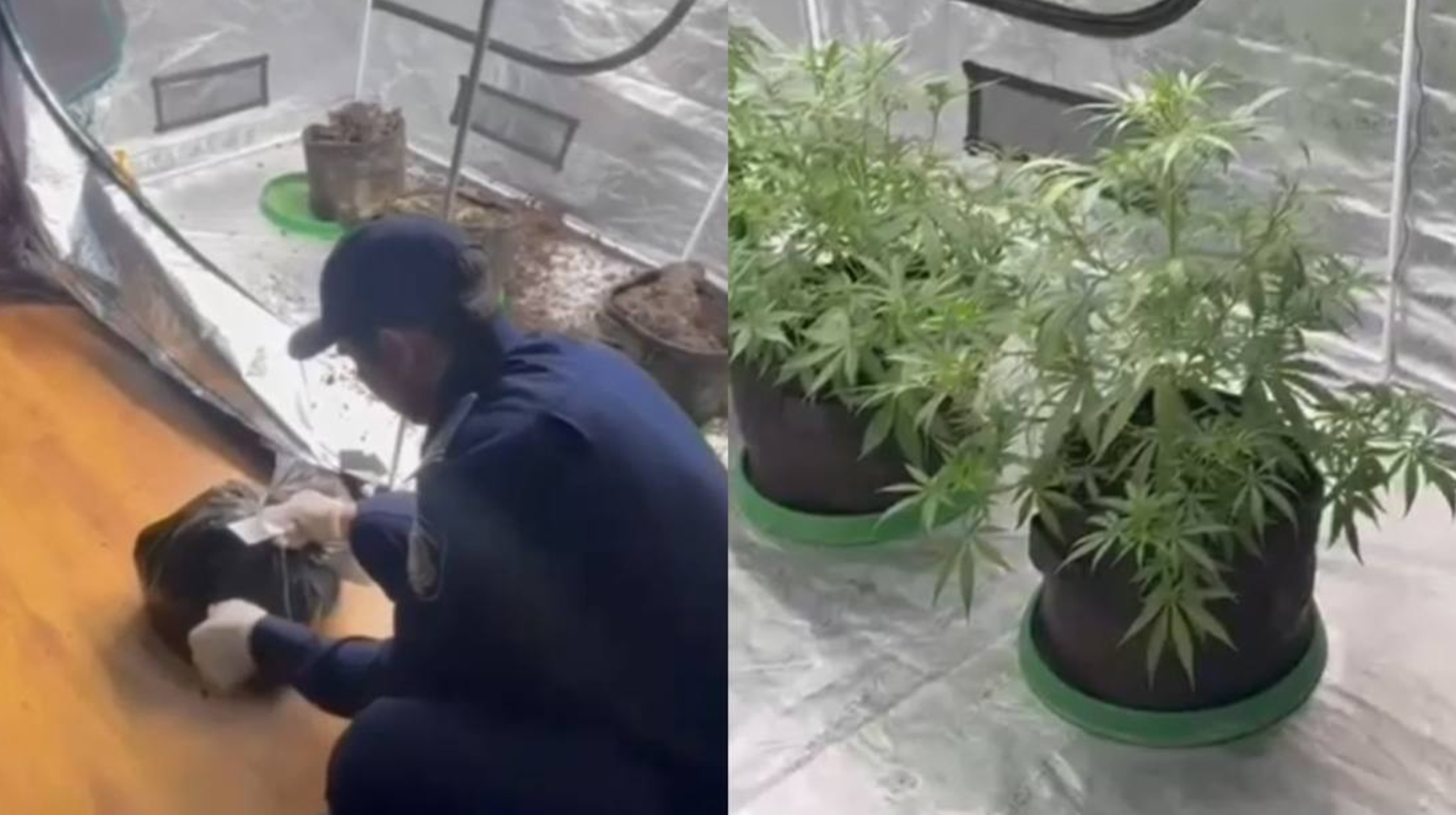 Almaty turǵynynyń tyıym salynǵan ósimdikterdi páterinde ósirgeni anyqtaldy