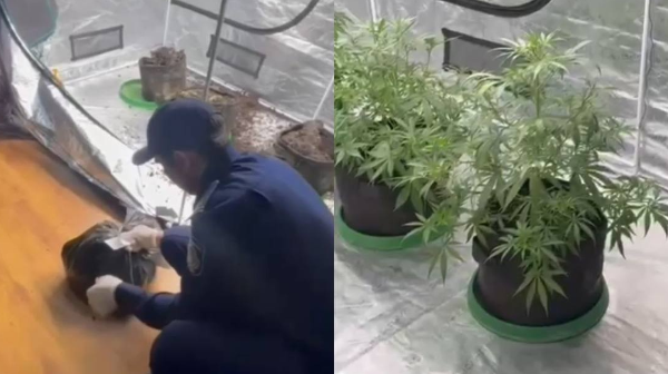 Almaty turǵynynyń tyıym salynǵan ósimdikterdi páterinde ósirgeni anyqtaldy