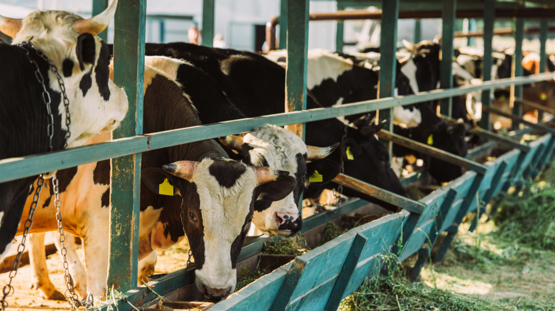 اقمولا وبلىسىندا ءىرى قارا نەدەن قىرىلعانى انىقتالدى