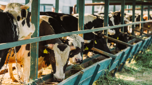 Ақмола облысында ірі қара неден қырылғаны анықталды