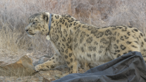 «Алтын-Емелде» қар барысына GPS орнатылды