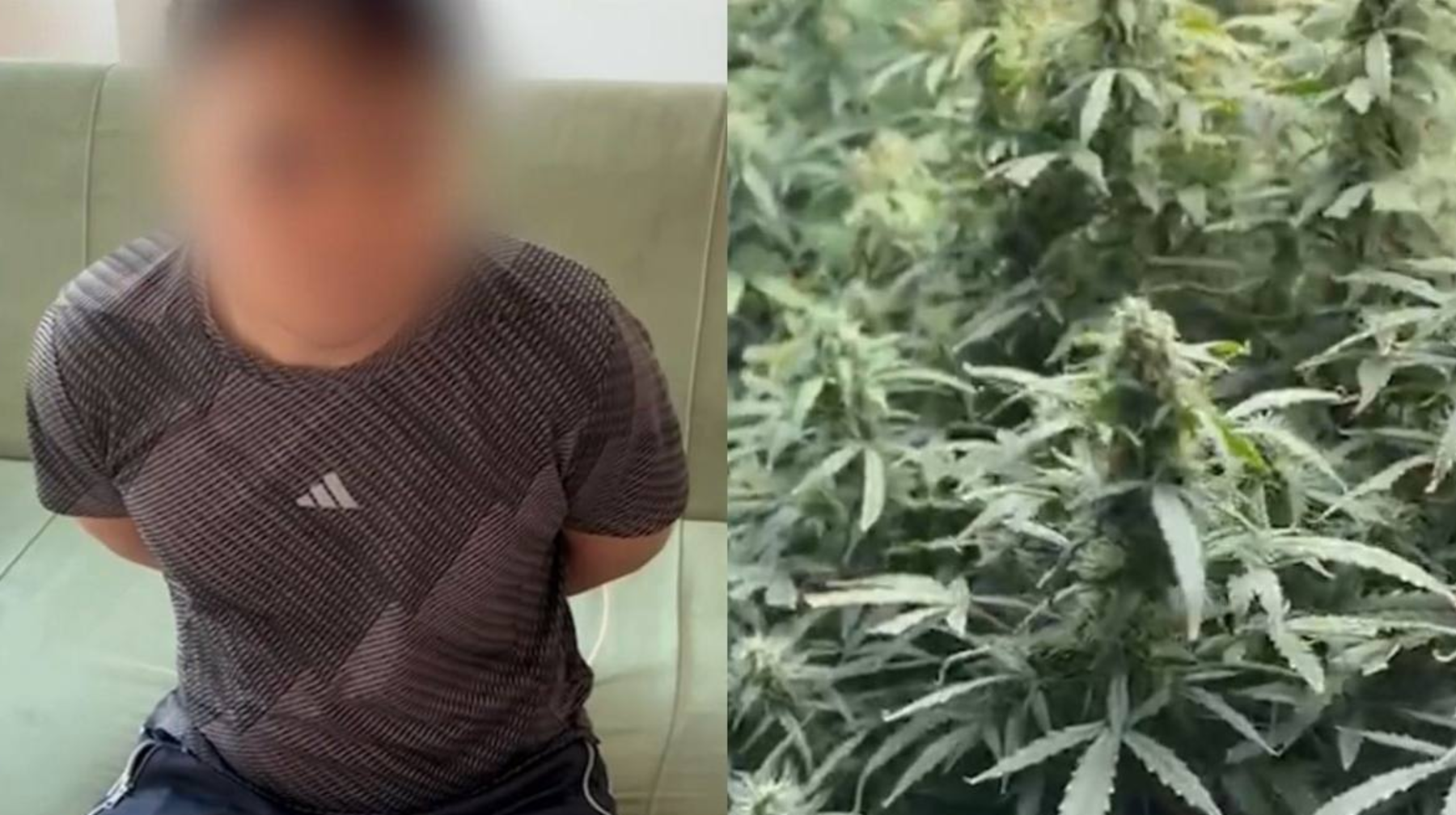 الماتىدا جقاج قىزمەتكەرى تۇرعىن ۇيدەن فيتوزەرتحانانى انىقتادى 