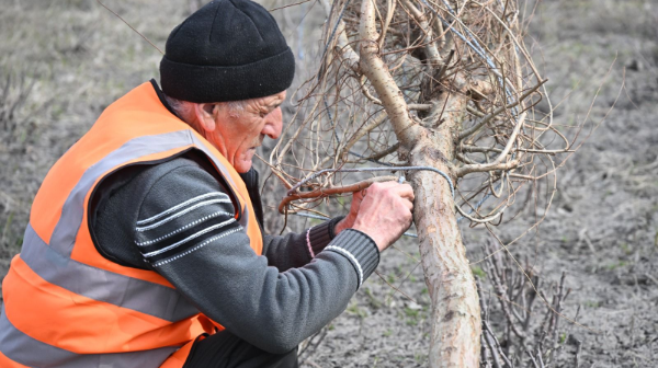 الماتىدا 2030 جىلعا دەيىن قوسىمشا 1،3 ملن اعاش پەن بۇتا ەگۋ جوسپارلانىپ وتىر