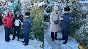 Алматыда қылқанжапырақты ағаштарды қорғауға арналған "Шырша" жедел-профилактикалық іс-шарасы басталды