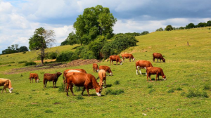 Jetisý oblysynda 4,1 gektar jer memleketke qaıtaryldy