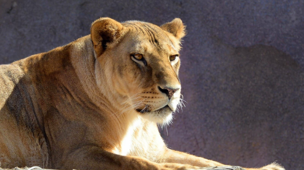 Almaty haıýanattar baǵy paıdalanylǵan tabıǵı jańa jyldyq shyrshalardy qabyldaý aksıasyn bastady