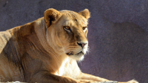 Алматы хайуанаттар бағы пайдаланылған табиғи жаңа жылдық шыршаларды қабылдау акциясын бастады