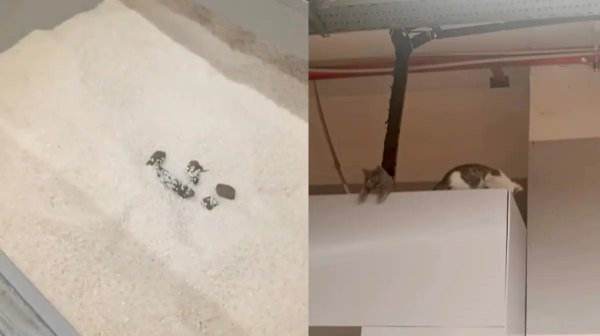 Shymkentte Magnum dúkeninde kúrishtiń ishinen mysyqtyń nájisi tabyldy (VIDEO)