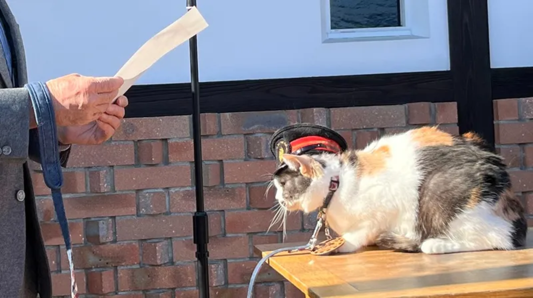 Жапонияда мысық вокзал бастығы болып тағайындалды