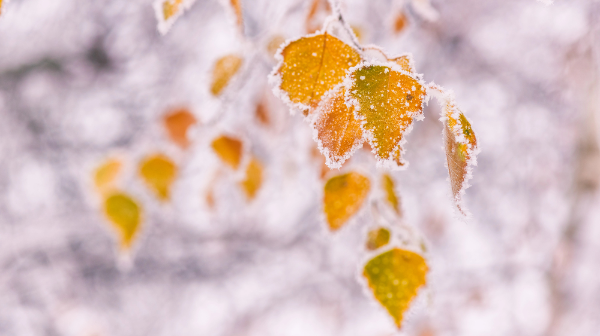 -38 gradýs: aldaǵy kúnderi qatty aıaz bolady 