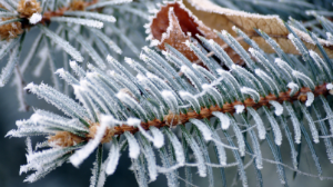 19 qańtarǵa arnalǵan aýa raıy boljamy