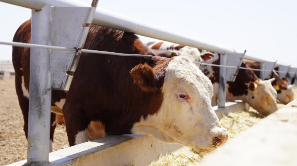 Қазақстанда Мал өсірушілер одағы өз жұмысын бастады