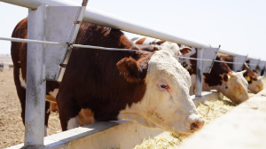 Малды мәжбүрлі жою шаралары жүргізілмейді