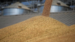 2025 жылы Азық-түлік келісімшарт корпорациясының астық базаларынан астық жөнелту көлемі 25 пайызға артты