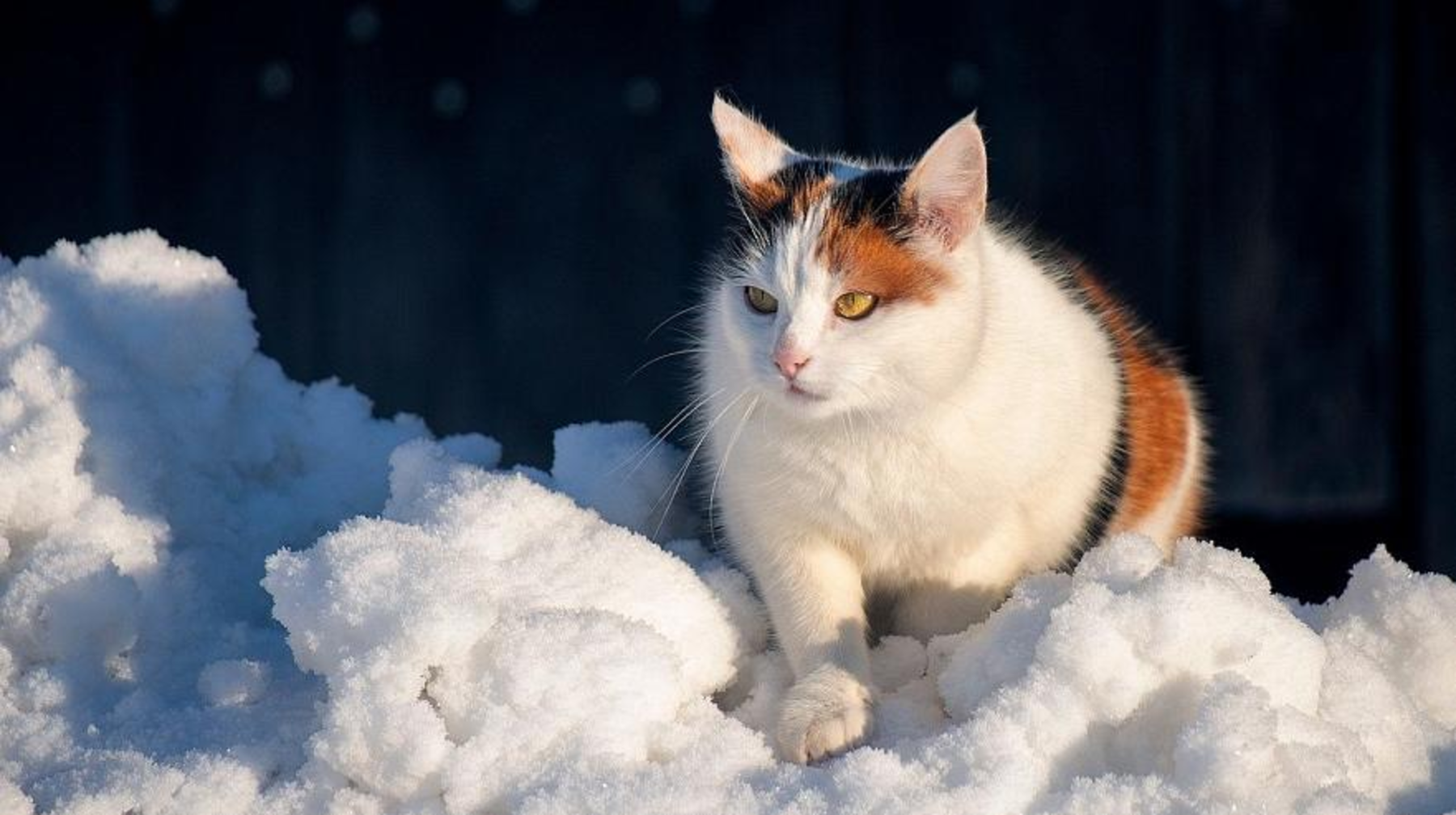 Үш мегаполисте жексенбі күні ауа райы қандай болады?
